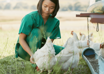 Veterinary Care For Backyard Poultry and Livestock Necessary To Prevent Spread of Infectious Diseases UC Davis Research
