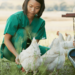 Veterinary Care For Backyard Poultry and Livestock Necessary To Prevent Spread of Infectious Diseases UC Davis Research