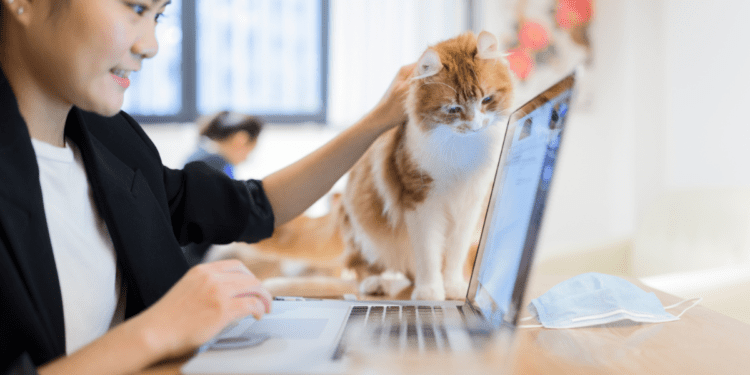 Whisker Wear Clothing Co.